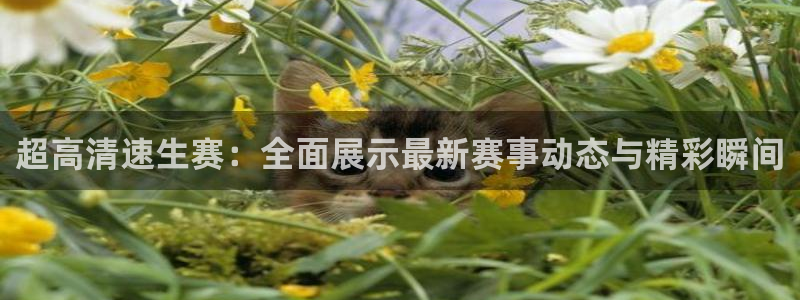 五星体育张蕾：超高清速生赛：全面展示最新赛事动态与精彩瞬间